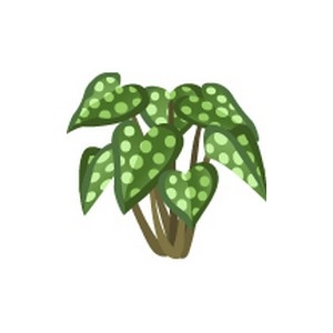 Polka Leaf Plant